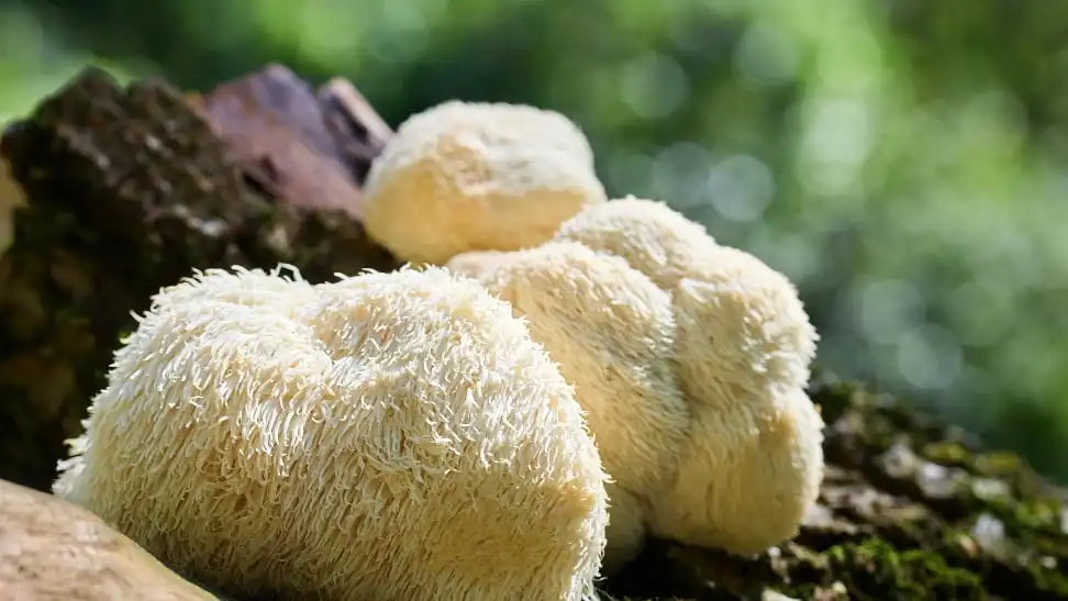 Lions Mane - Image 10